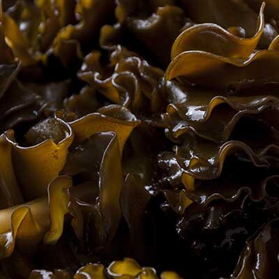 Бурые водоросли